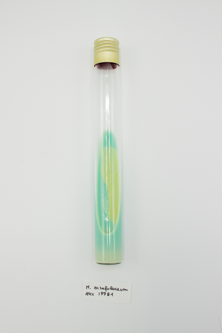 30118 LOWESTEIN JENSEN MEDIUM. 10 TUBES. LIOFILCHEM - Imagen 1