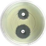 ESBL (CHROMOS. IND. AMPC) DISC KIT (ACC. TO EUCAST). 100 TESTS. LIOFILCHEM