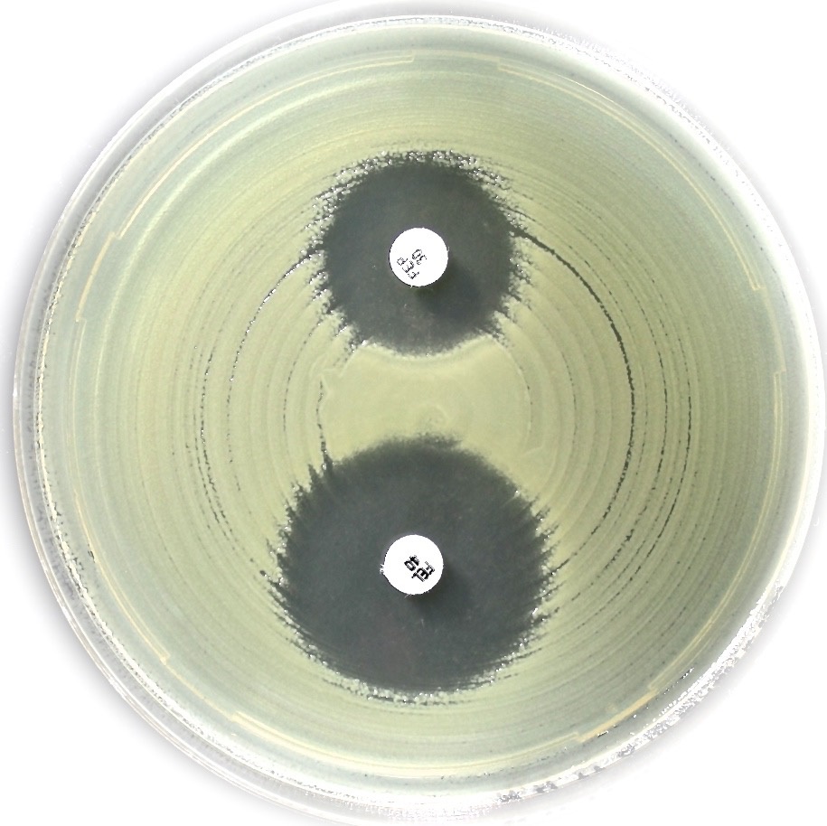 99006 ESBL (CHROMOS. IND. AMPC) DISC KIT (ACC. TO EUCAST). 100 TESTS. LIOFILCHEM - Imagen 1