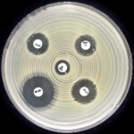 KPC&MBL&OXA-48 disc kit (acc. to EUCAST)  50 TEST. LIOFILCHEM
