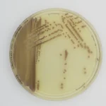 CHROMATIC E.COLI O157 20 plate 90 mm. LIOFILCHEM
