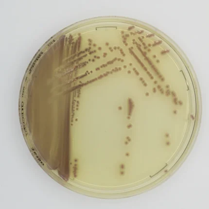 CHROMATIC E.COLI O157 20 plate 90 mm. LIOFILCHEM