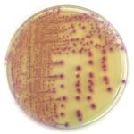 CHROMATIC ESBL 20 plates 90 mm. LIOFILCHEM