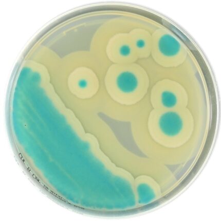 CHROMATIC BACILLUS CEREUS 20 PLATES 90MM. LIOFILCHEM