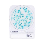 BACILLUS CEREUS 1 PLACA. COMPACT DRY