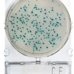 COLIFORMES FECALES  1 PLACA. COMPACT DRY