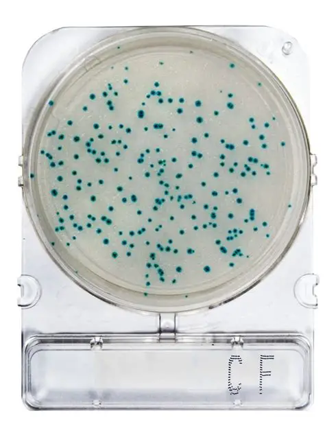COMPACT-DRY-CF COLIFORMES FECALES 1 PLACA. COMPACT DRY - Imagen 1