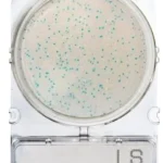 LISTERIA SPP. 1 PLACA. COMPACT DRY