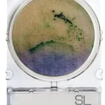 SALMONELLA 1 PLACA. COMPACT DRY