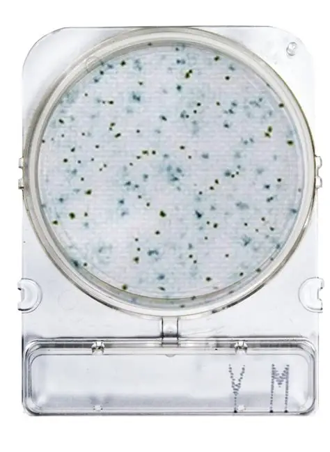 COMPACT-DRY-YM HONGOS Y LEVADURAS 1 PLACA. COMPACT DRY - Imagen 1