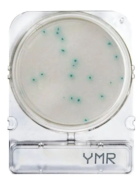 COMPACT-DRY-YMR HONGOS Y LEVADURAS RAPIDO 1 PLACA. COMPACT DRY - Imagen 1